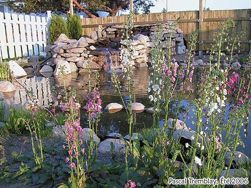 Faire un Bassin ou tang au jardin  la maison - Plantes aquatiques
