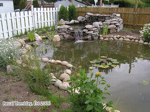 Bassin extrieur - tang au jardin - Jardinage aquatique - Filtration naturelle