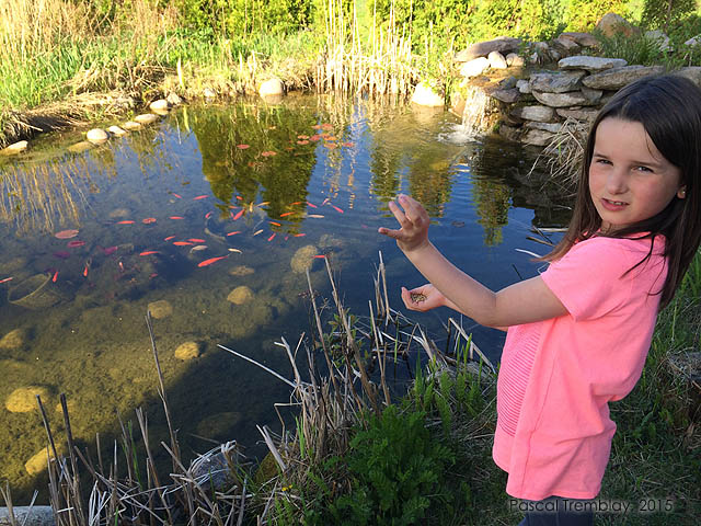 Comment nourrir les poissons au bassin de jardin - Nourriture pour kos et poissons de jardin d'eau