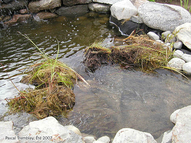 Filtre pour bassin extrieur - Comment faire un filtre naturel pour bassin