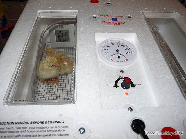 leveuse - Incubation artificielle - Dure incubation oeufs de poules