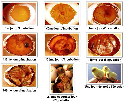 Embryon de poussin - Incubation des oeufs de poules - Stades de dveloppement des oeufs de poules