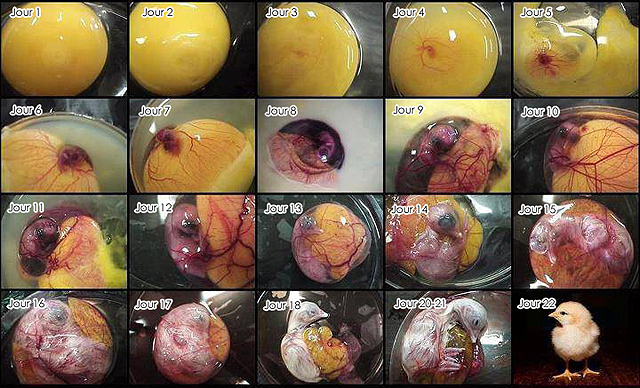 Dveloppement de l'embryon d'un poussin - Oeuf fcond - Dveloppement embryon oiseau
