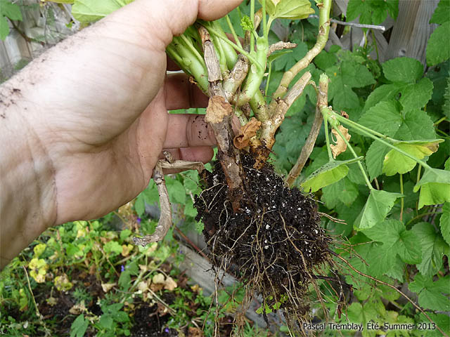 Les Graniums - Jardinage automnal - Dterrer les graniums  l'automne pour les entreposer