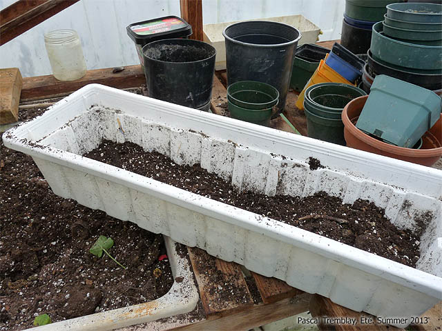 Rentrer ses graniums - Jardinire ou pots pour rempoter les graniums en hiver
