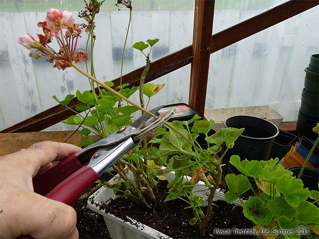 Tailler Graniums - Comment entretenir les plants de graniums ou plargoniums