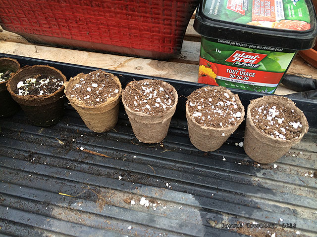 Cultiver des tournesols  partir des semences - Faire pousser des tournesol