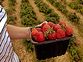 Culture des fraises