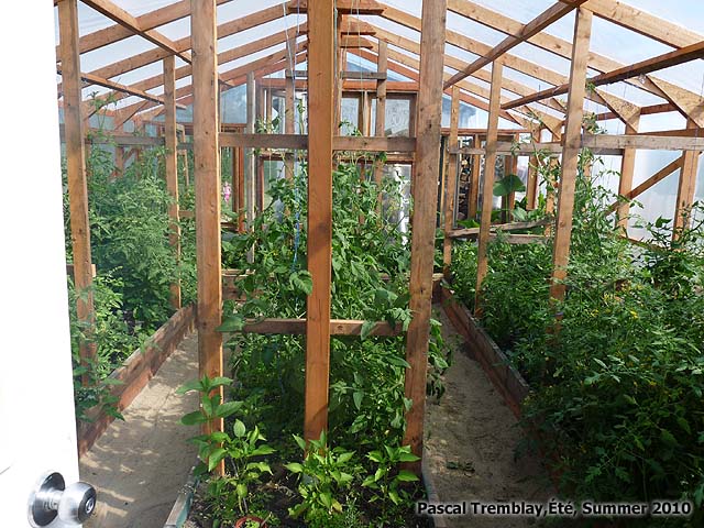 Cultiver des Tomates de serres - Serre en bois / Serre en verre / Alle de serre / Culture en serre / Effet de serre